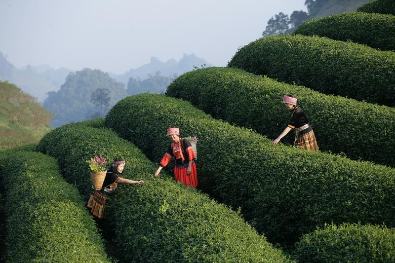 Fantasy garden tours