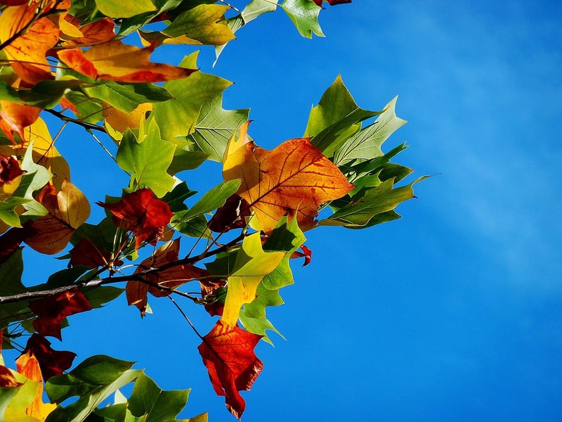 Whimsical foliage