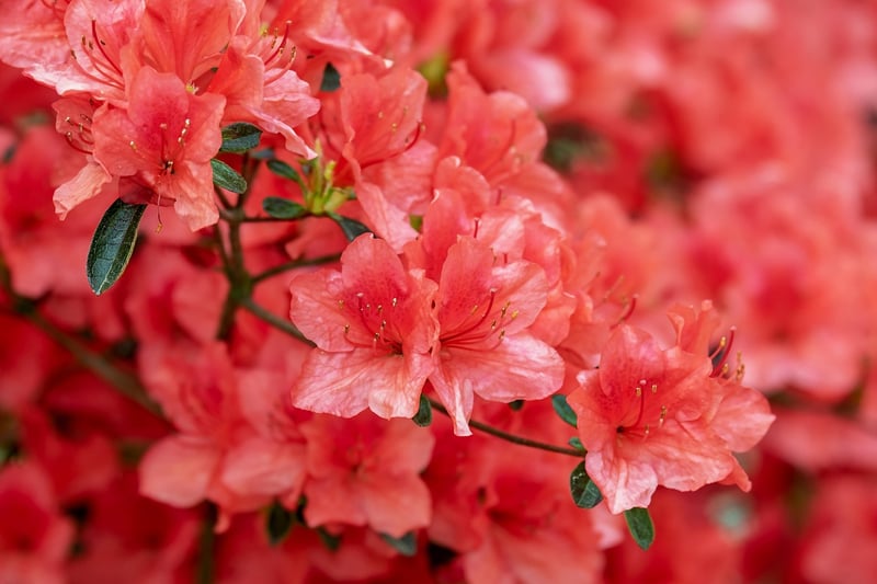Flame Azalea