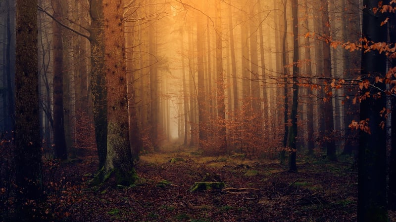 Enchanted Forest Wonderland