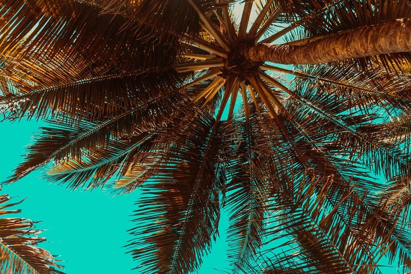 Phoenix Palm